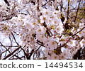 Cherry blossoms (up) 14494534