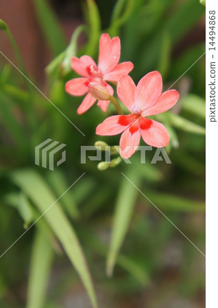 Himehimeigami iris Himehimeigami iris 14494868