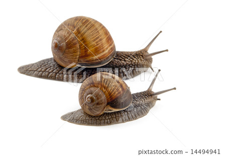 two snails 14494941