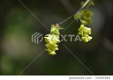Corylopsis spicum flower 14495064