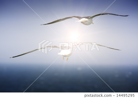Two of seagulls flying over the sea surface. Two of seagulls flying over the sea surface. 14495295