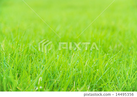 Meadow green lush grass. Closeup. 14495356