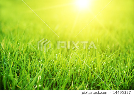 Meadow green lush grass. Closeup. 14495357