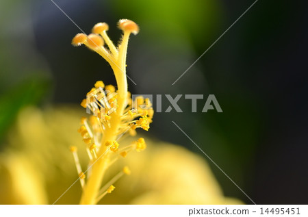 Yellow flower meat Yellow flower meat 14495451