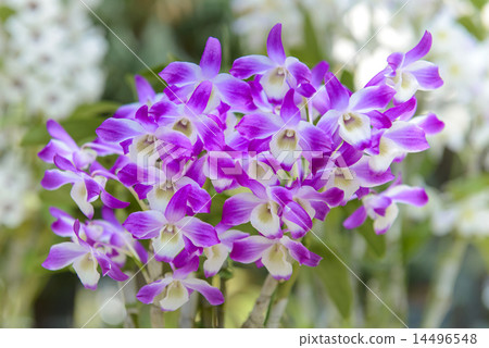 Orchid Flower Orchid Flower 14496548