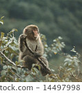 Japanese macaques on branches 14497998