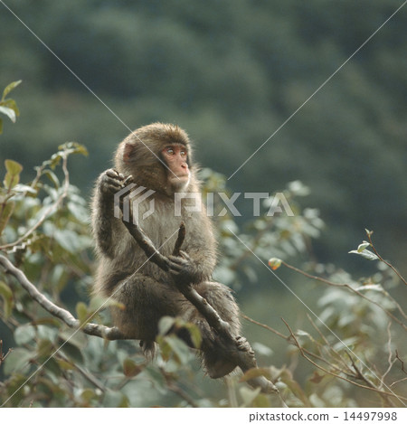 Japanese macaques on branches Japanese macaques on branches 14497998