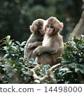 Two Japanese macaques crawling on branches 14498000