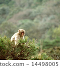Japanese macaques on branches 14498005