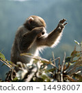 Japanese macaques covering the face on branches 14498007
