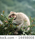 Japanese macaques on branches 14498008