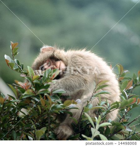 Japanese macaques on branches 14498008