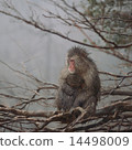 Japanese macaques on branches 14498009