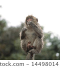 Japanese macaques on trees 14498014