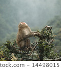 Japanese macaques on trees 14498015