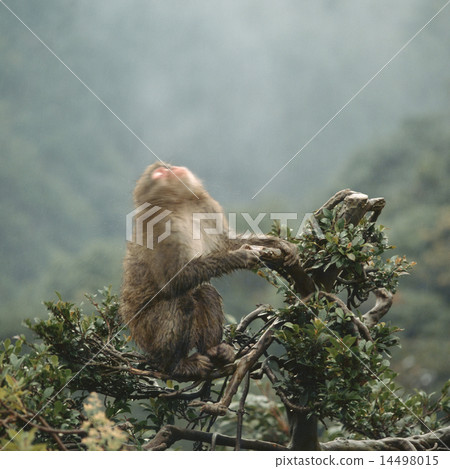 Japanese macaques on trees Japanese macaques on trees 14498015