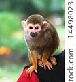 Squirrel monkey 14498023