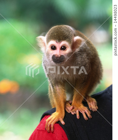 松鼠猴 松鼠猴 14498023