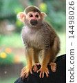 Squirrel monkey 14498026