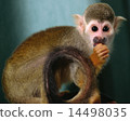 Squirrel monkey 14498035
