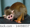 Squirrel monkey 14498037
