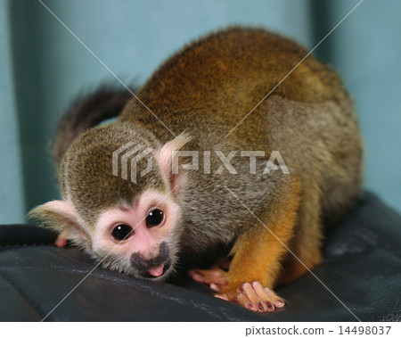 Squirrel monkey 14498037