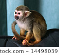 Squirrel monkey 14498039
