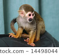 Squirrel monkey 14498044