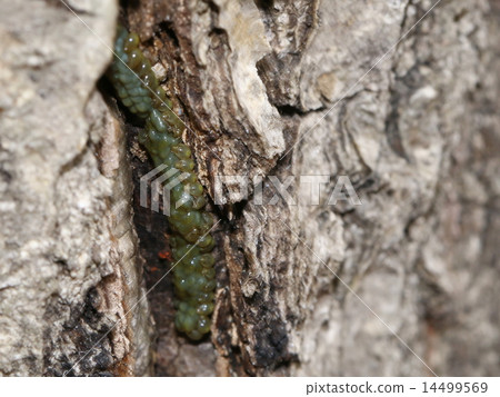 Egg mass, larva which resembles owl bug 14499569