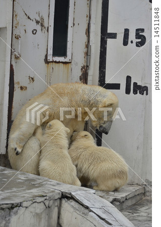 北極熊父母和孩子 北極熊父母和孩子 14511848