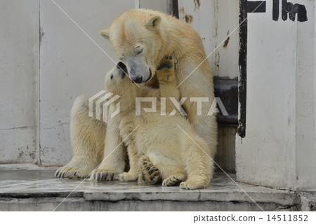 Polar bear parent and child 14511852