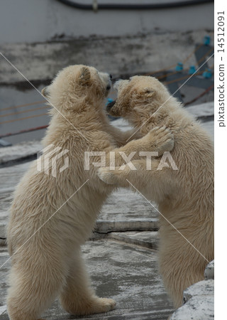 北極熊寶寶 14512091