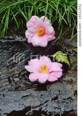 Tsubaki's camellia flower 14512341