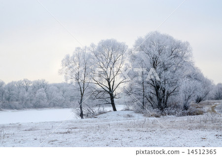 December landscape December landscape 14512365