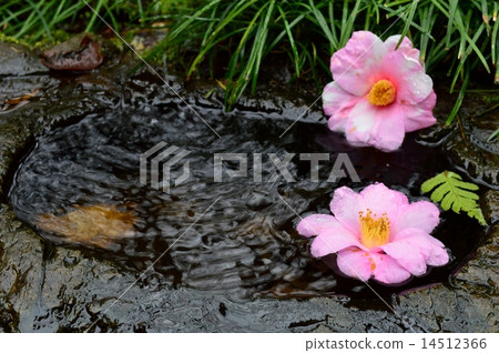 Tsubaki's camellia flower 14512366