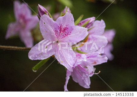 平戶杜鵑花 平戶杜鵑花 14513338