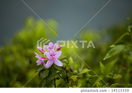 平戶杜鵑花 14513339