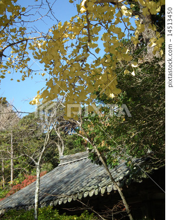 Kotoku-in Kamakura 14513450