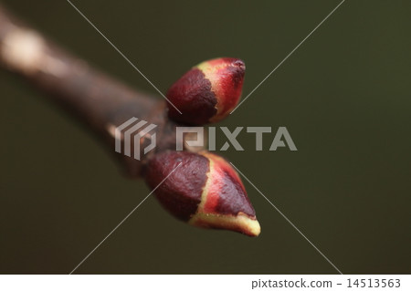 天然植物Gonzui，“我不能吃魚gonzui，木製gondii將不會成為木材” 14513563