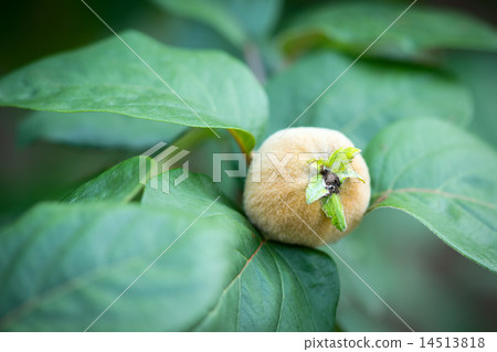 Quince Quince 14513818