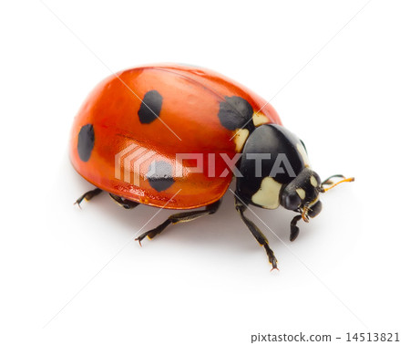Ladybug Ladybug 14513821