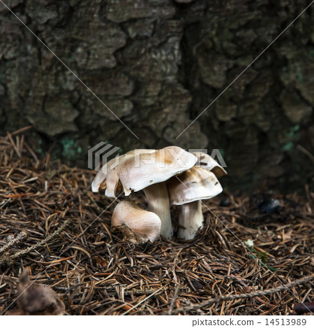 Closeup mushroom in the needles Closeup mushroom in the needles 14513989