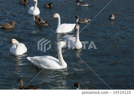 新年賀卡公雞年天鵝鴨 新年賀卡公雞年天鵝鴨 14514128