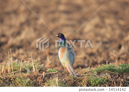 雉雞的男性 14514142