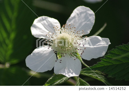 Raspberry flowers 14514252