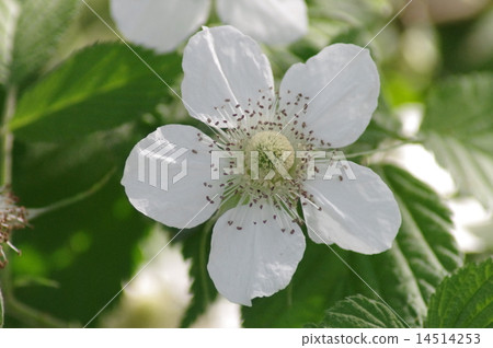 Raspberry flowers 14514253