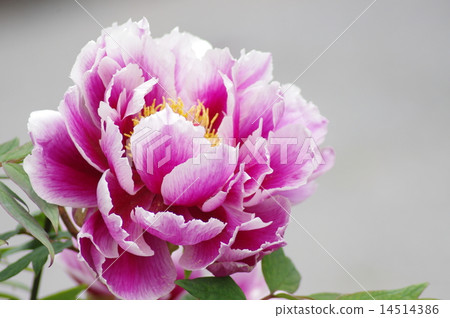 牡丹哈哈獅子 14514386