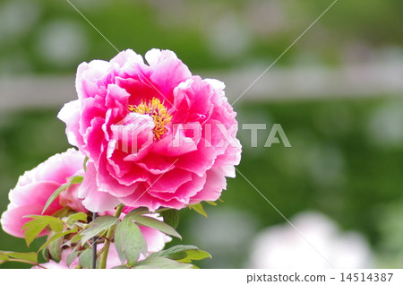 牡丹Shinshigami 14514387