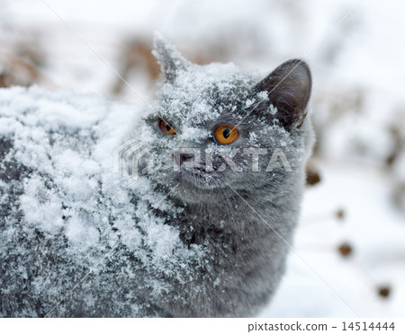 Cute cat covered with snow 14514444