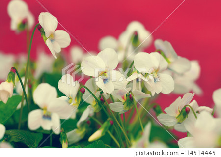 Vintage flower lawn Vintage flower lawn 14514445